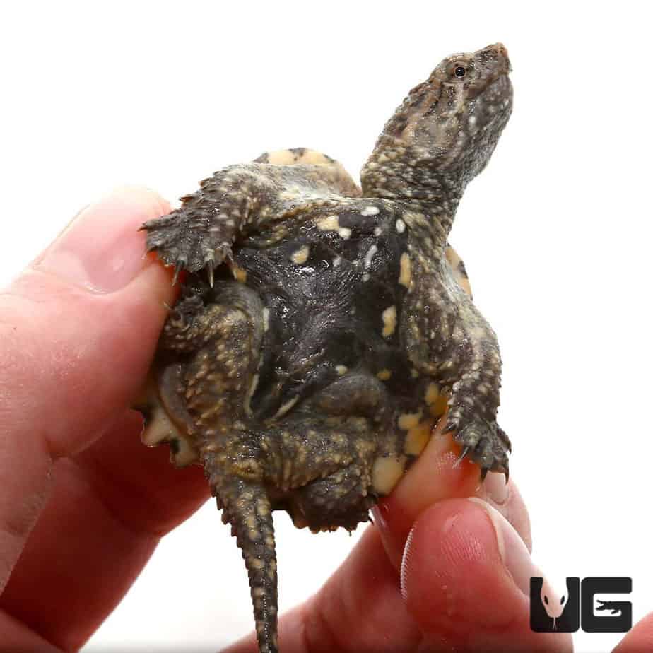 Baby Hypo Common Snapping Turtles For Sale - Underground Reptiles