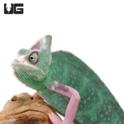 9-11 Inch High White Translucent Veiled Chameleons For Sale - Underground Reptiles