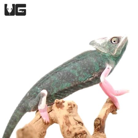 9-11 Inch High White Translucent Veiled Chameleons For Sale - Underground Reptiles