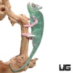 9-11 Inch High White Translucent Veiled Chameleons For Sale - Underground Reptiles