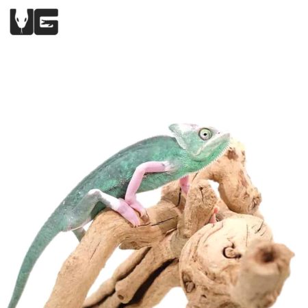9-11 Inch High White Translucent Veiled Chameleons For Sale - Underground Reptiles