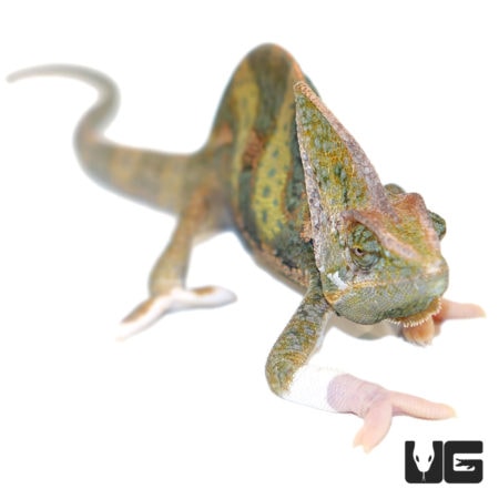 9-11 inch Translucent Veiled Chameleons For Sale - Underground Reptiles