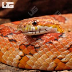 Adult Female Cornsnakes (Pantherophis guttatus) For Sale - Underground Reptiles