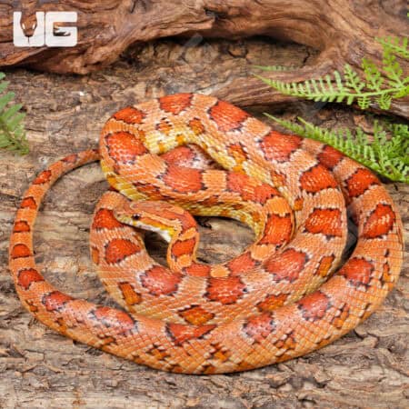Adult Female Cornsnakes (Pantherophis guttatus) For Sale - Underground Reptiles