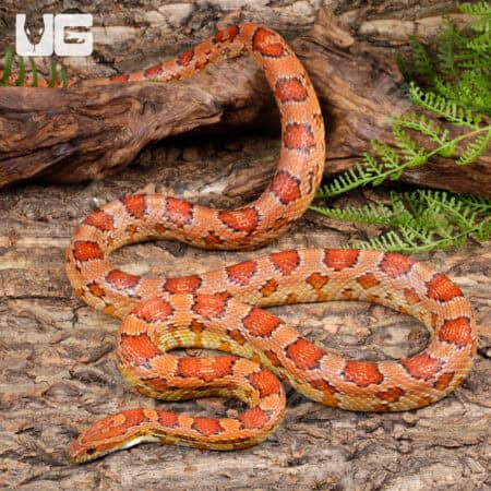 Adult Female Cornsnakes (Pantherophis guttatus) For Sale - Underground Reptiles