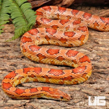 Adult Female Cornsnakes (Pantherophis guttatus) For Sale - Underground Reptiles