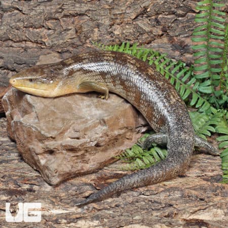 Adult Tanimbar Blue Tongue Skink (T. scincoides chimaerea) For Sale