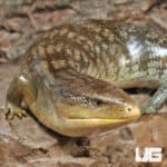 Adult Tanimbar Blue Tongue Skink (T. scincoides chimaerea) For Sale
