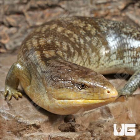 Adult Tanimbar Blue Tongue Skink (T. scincoides chimaerea) For Sale