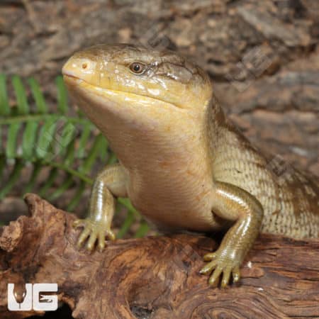 Adult Tanimbar Blue Tongue Skink (T. scincoides chimaerea) For Sale