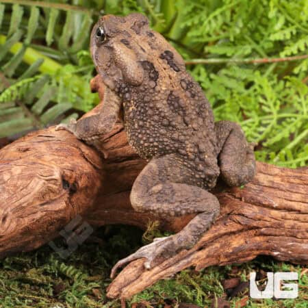 African Common Toads For Sale - Underground Reptiles