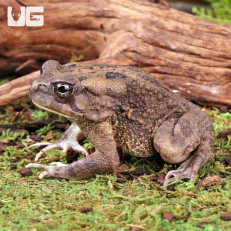 African Common Toads For Sale - Underground Reptiles