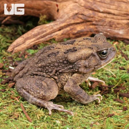 African Common Toads For Sale - Underground Reptiles
