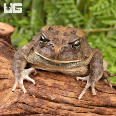 African Common Toads For Sale - Underground Reptiles