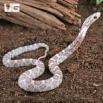 Baby Sunkissed Ghost Cornsnakes For Sale - Underground Reptiles