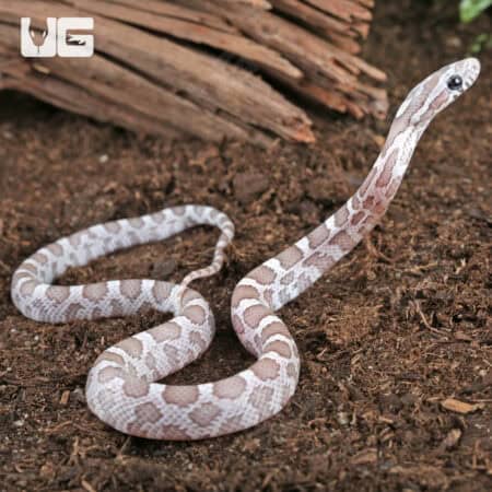 Baby Sunkissed Ghost Cornsnakes For Sale - Underground Reptiles