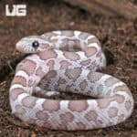 Baby Sunkissed Ghost Cornsnakes For Sale - Underground Reptiles