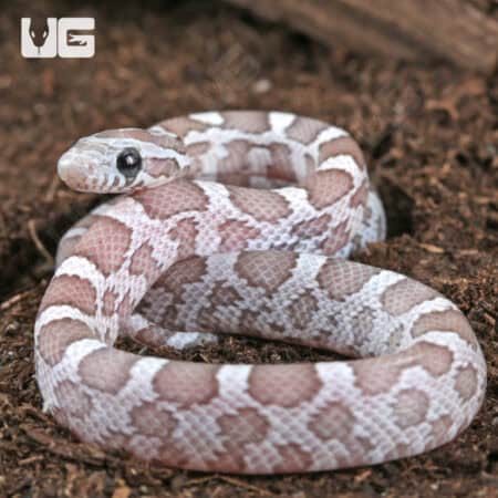 Baby Sunkissed Ghost Cornsnakes For Sale - Underground Reptiles