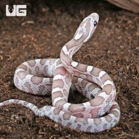 Baby Sunkissed Ghost Cornsnakes For Sale - Underground Reptiles