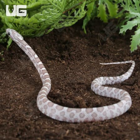 Baby Sunkissed Ghost Cornsnakes For Sale - Underground Reptiles
