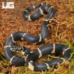 Baby Eastern Chain Kingsnake For Sale - Underground Reptiles