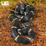 Baby Eastern Chain Kingsnake For Sale - Underground Reptiles