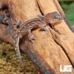 Panther Geckos (Paroedura pictus) for sale