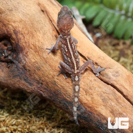 Panther Geckos (Paroedura pictus) for sale