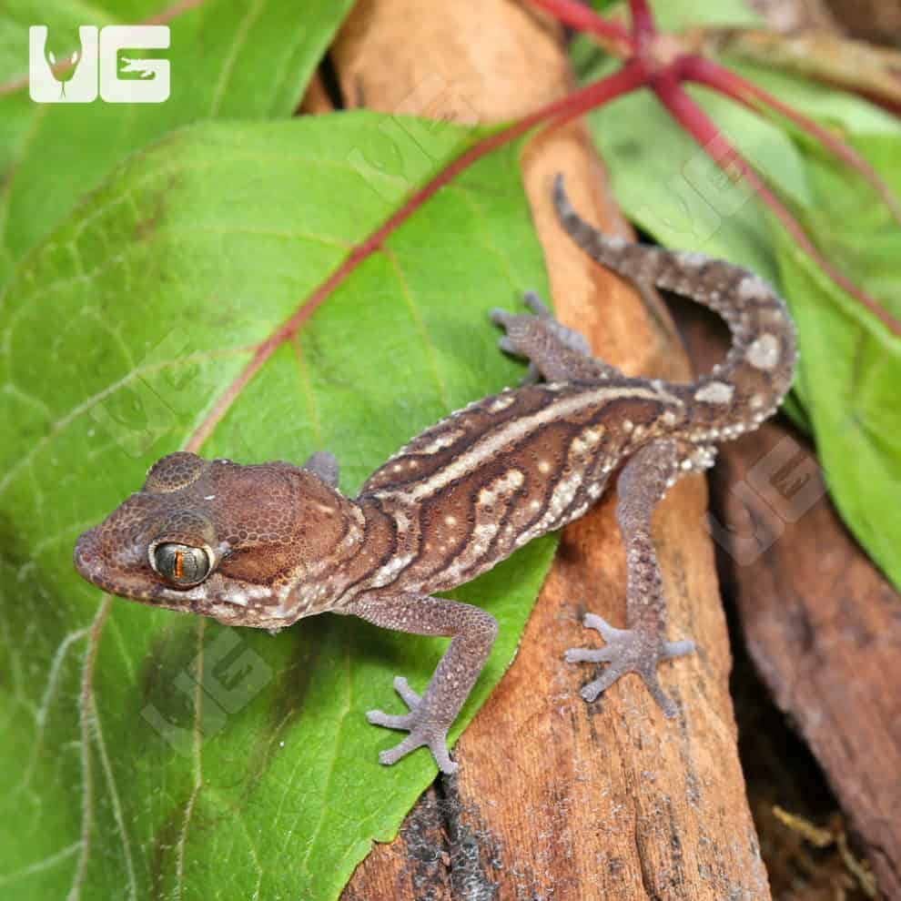 Juvenile Panther Gecko Pairs For Sale - Underground Reptiles