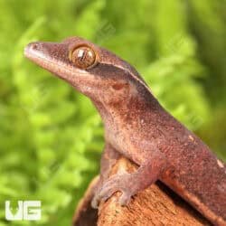 Baby Sarasinorum Geckos (Correlophus sarasinorum) For Sale - Underground Reptiles