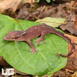 Baby Sarasinorum Geckos (Correlophus sarasinorum) For Sale - Underground Reptiles
