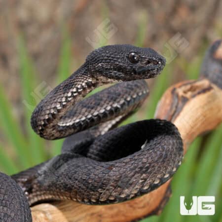 Black Purple Spotted Pit Vipers (Trimeresurus purpureomaculatus) For Sale - Underground Reptiles