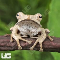 Borneo Eared Frog (Polypedates otilophus) For Sale - Underground Reptiles