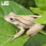Borneo Eared Frog (Polypedates otilophus) For Sale - Underground Reptiles