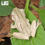 Borneo Eared Frog (Polypedates otilophus) For Sale - Underground Reptiles