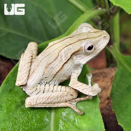 Borneo Eared Frog (Polypedates otilophus) For Sale - Underground Reptiles