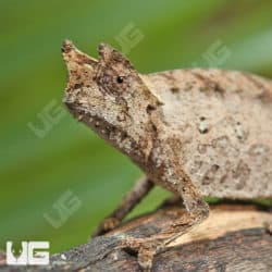Brown Leaf Chameleon (Brookesia superciartis) For Sale - Underground Reptiles