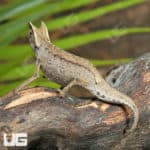 Brown Leaf Chameleon (Brookesia superciartis) For Sale - Underground Reptiles