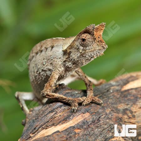 Brown Leaf Chameleon (Brookesia superciartis) For Sale - Underground Reptiles