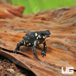 Bumble Bee Toad (Melanophryniscus stelzneri) For Sale - Underground Reptiles