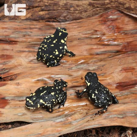 Bumble Bee Toad (Melanophryniscus stelzneri) For Sale - Underground Reptiles