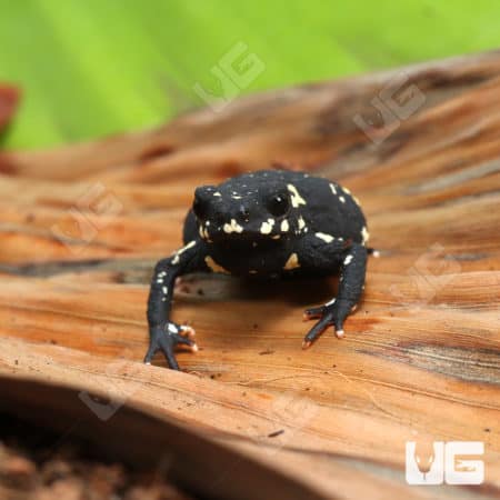 Bumble Bee Toad (Melanophryniscus stelzneri) For Sale - Underground Reptiles