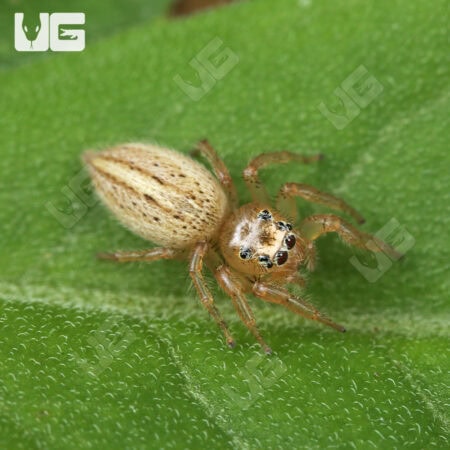 Colonus Jumping Spider (Colonus Puerperus)  For Sale - Underground Reptiles 