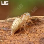 Colonus Jumping Spider (Colonus Puerperus)  For Sale - Underground Reptiles 