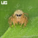 Colonus Jumping Spider (Colonus Puerperus)  For Sale - Underground Reptiles 