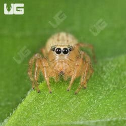 Colonus Jumping Spider (Colonus Puerperus)  For Sale - Underground Reptiles 
