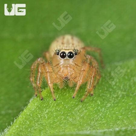 Colonus Jumping Spider (Colonus Puerperus)  For Sale - Underground Reptiles 