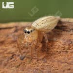 Colonus Jumping Spider (Colonus Puerperus)  For Sale - Underground Reptiles 