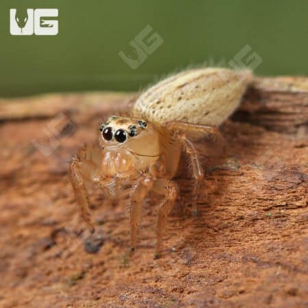 Colonus Jumping Spider (Colonus Puerperus)  For Sale - Underground Reptiles 