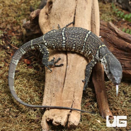 Baby Dumerils Monitors (Varanus Dumerilii) For Sale - Underground Reptiles